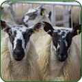 Sheep statutory recording
